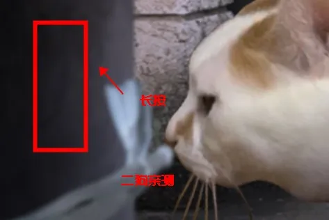 ����è֮����̷2025�ٷ�����