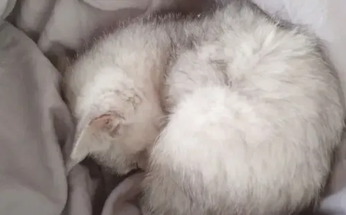 ��Ȥ������ɫ(С˵�Ķ�����)