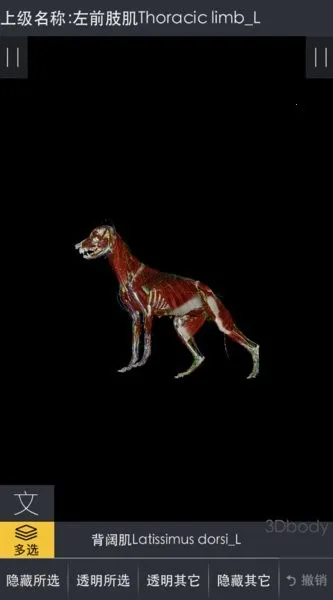 3Dbody����2026���°汾