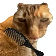 ��è��ë2026���ذ�װv1.0 �ֻ���