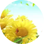 ���տ�Ӣ��(Ӣ��ѧϰ����)v1.0 �ֻ���